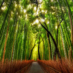 El increíble Bosque de Bambú en Japón, más sueño que realidad
