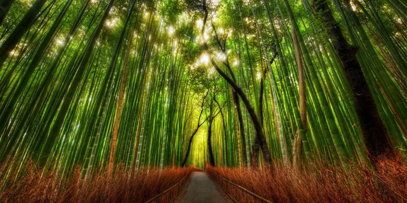 El increíble Bosque de Bambú en Japón, más sueño que realidad