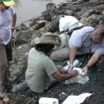 Hallan fósiles de siete tipos de cocodrilos en Amazonía