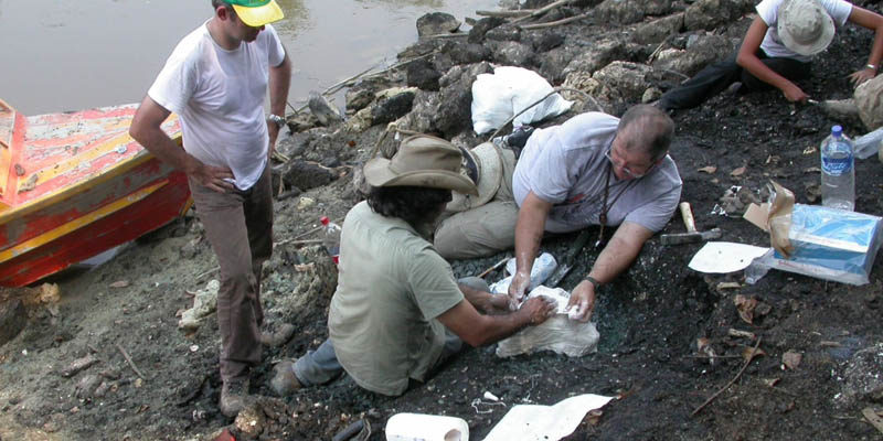 Hallan fósiles de siete tipos de cocodrilos en Amazonía