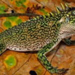 Hallan tres nuevas especies de lagarto en Perú y Ecuador