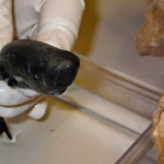Luego de 36 años reaparece "Tiburón de bolsillo" que podría ser peruano