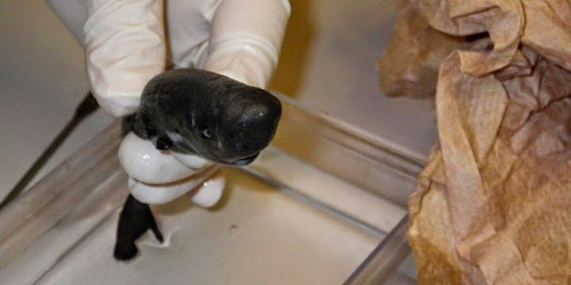 Luego de 36 años reaparece "Tiburón de bolsillo" que podría ser peruano