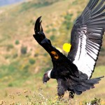 Condores Andinos rescatados son liberados y serán monitoreados vía satélite