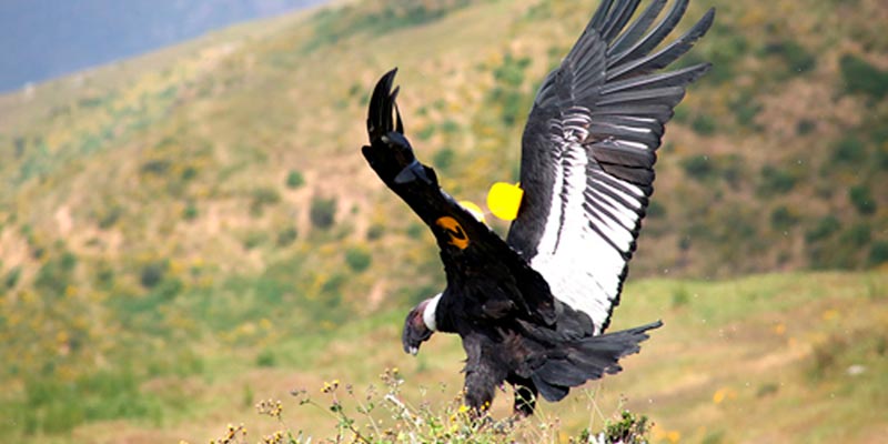 Condores Andinos rescatados son liberados y serán monitoreados vía satélite