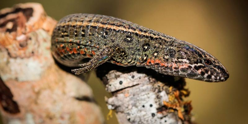 Descubren nueva especie de lagartija en Machupicchu