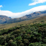 Dos bosques en Piura son reconocidos como Área de Conservación Privada