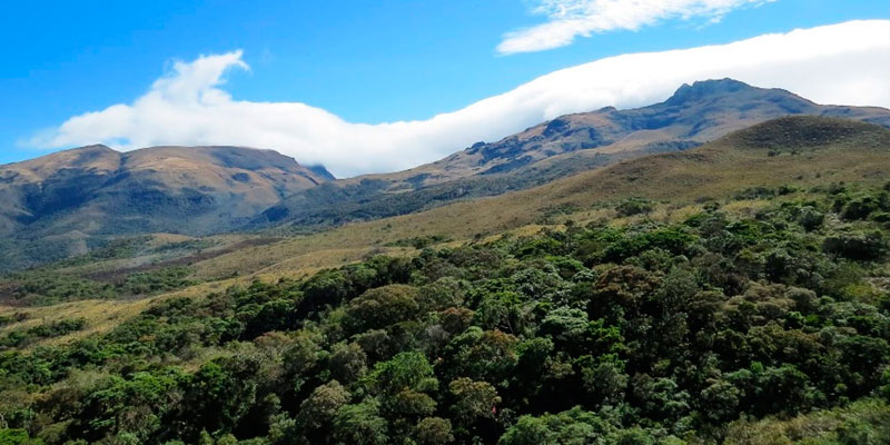 Dos bosques en Piura son reconocidos como Área de Conservación Privada