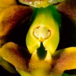 Tres nuevas especies de orquídeas recientemente descubiertas se suman a unas 300 registradas en el parque arqueológico de Machu Picchu, según se informó el 21 de agosto en una emotiva ceremonia realizada en la Casa Garcilaso de La Vega de la ciudad del Cusco.