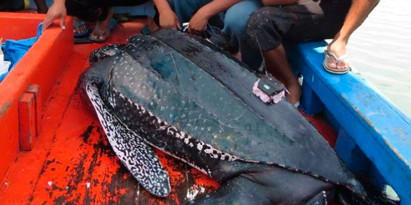 Pescadores liberan a gigantesca tortuga en peligro de extinción en Chiclayo