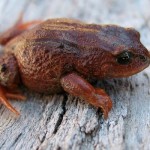 Nueva especie de rana fue descubierta en el Parque Nacional del Manu