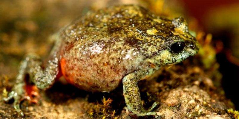 Nueva especie de rana descubierta en las serranías de La Libertad