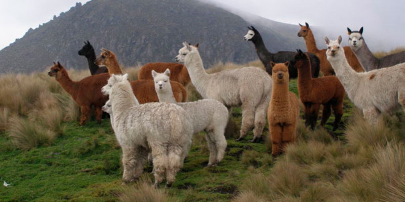 Productores de fibra de alpaca de Puno exportarán a China