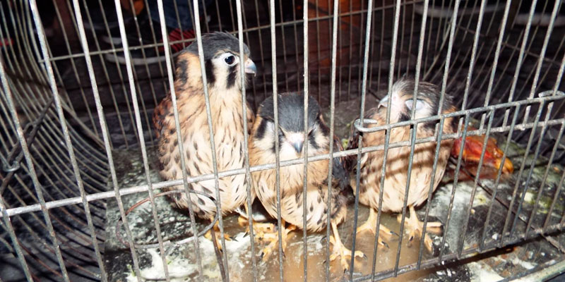 Rescatan animales silvestres que eran comercializados en Mercado de Cajamarca