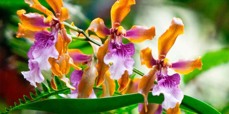 Exposición fotográfica exhibe lo mejor en orquídeas de Machu Picchu