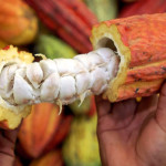 Exportación de cacao creció 250% en últimos cuatro años