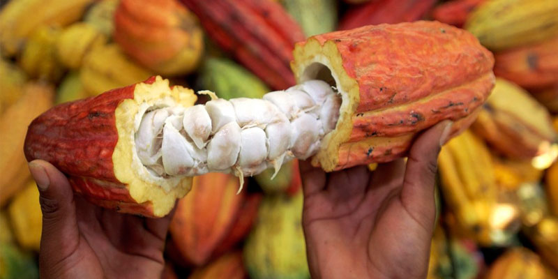Exportación de cacao creció 250% en últimos cuatro años
