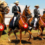 Arequipa volverá a ser sede del XV Concurso de Caballos de Paso