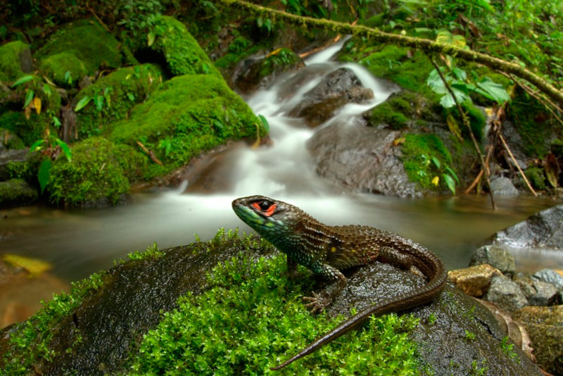 nueva especia de lagartija descubierta en el manu peru 2015