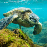 Crean en Hawái la reserva marina más grande del mundo