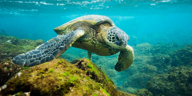 Crean en Hawái la reserva marina más grande del mundo
