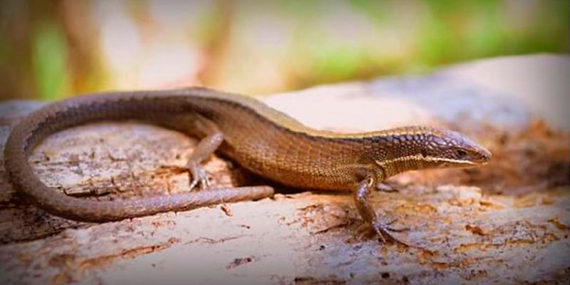 Reportan dos nuevas especies de reptiles en Piura y Cajamarca