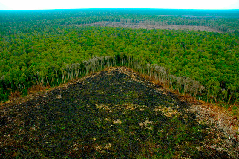 gobiernos regionales de amazonas firman acuerdo para luchar contra la deforestación
