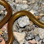 Descubren dos nuevas especies de serpiente en Cajamarca