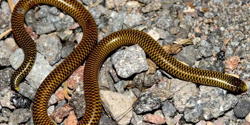Descubren dos nuevas especies de serpiente en Cajamarca