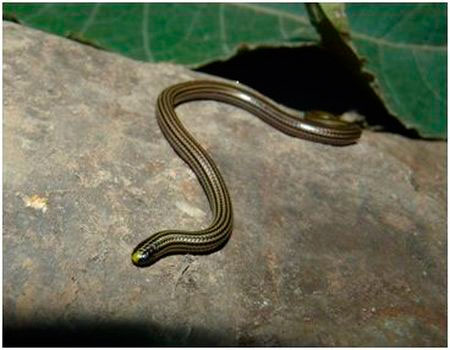 nueva especie de serpiente es descubierta en cajabamba cajamarca