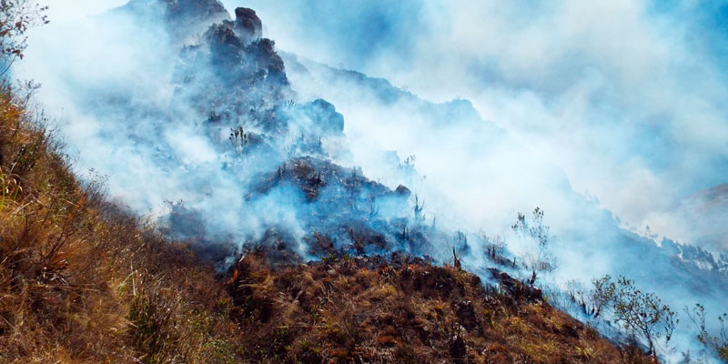 Plantean acciones para reforestar zonas afectadas por incendios en Cajamarca