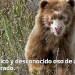 Por primera vez avistan oso de anteojos dorado en el Amazonas