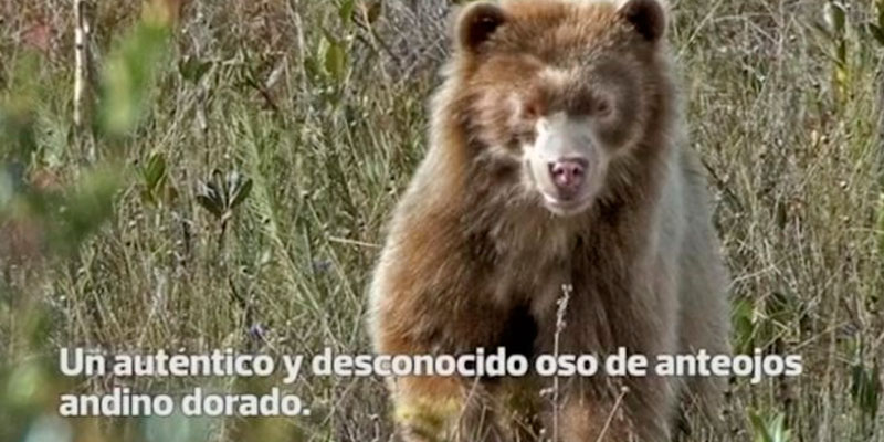 Por primera vez avistan oso de anteojos dorado en el Amazonas