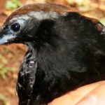 Descubren nueva especie de ave en Parque Nacional Cordillera Azul