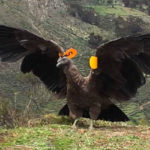 Liberan exitosamente a cóndor andino en Reserva Nor Yauyos Cochas