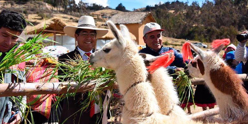 Conoce el Llama Park, el nuevo parque turístico en Cusco