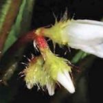 Descubren seis nuevas especies de plantas en Pasco