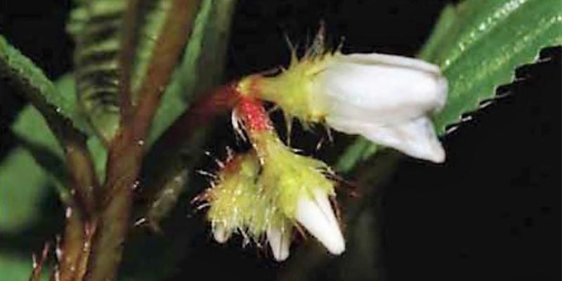 Descubren seis nuevas especies de plantas en Pasco