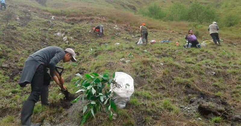 Reforestarán un millón de árboles nativos en Machu Picchu