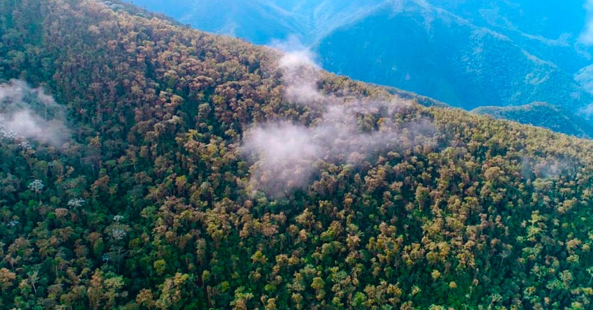 La Niebla Forest