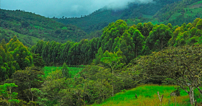 Parque Nacional Yanachaga Chemillén